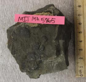 Phyllite+Chiastolite crystals