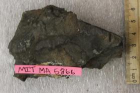 Phyllite+Chiastolite crystals