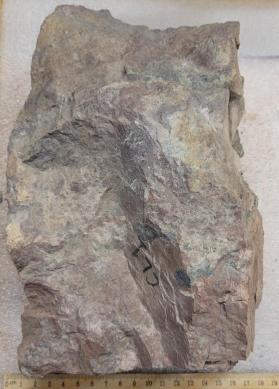 Lime-Mudstone