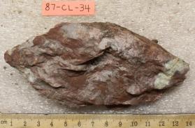 Fossiliferous Limestone