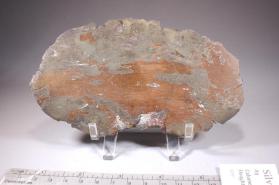 half breed with Copper