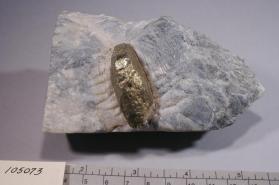 Pyrite
