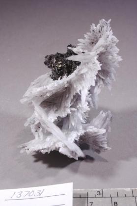 Celestine