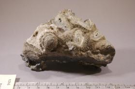 CASSITERITE