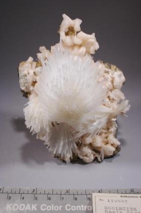 SCOLECITE