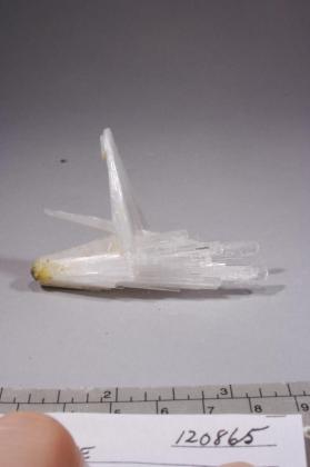 SCOLECITE