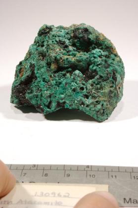 Paratacamite