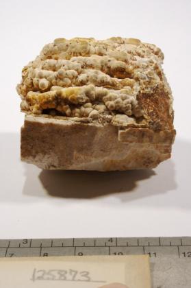 FLUORAPATITE with Albite and MICROCLINE