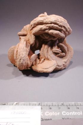 desert rose