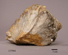 plumose