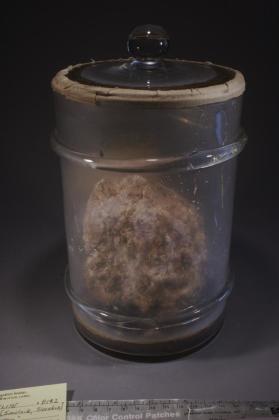 Kornelite