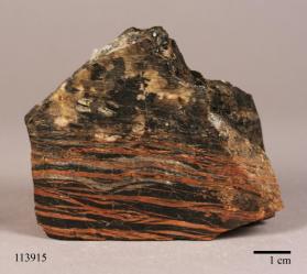 Neotocite