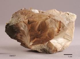 Stevensite
