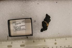 Bornite