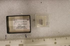 Brownmillerite