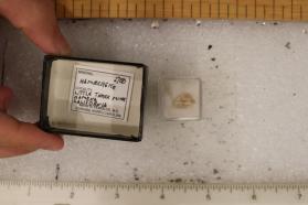 Hambergite