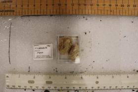 Pickeringite (2 pieces)