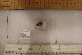 Poyarkovite