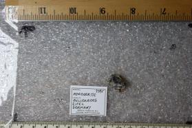 Roedderite