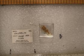 Balipholite