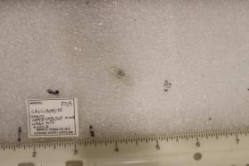 Calciborite