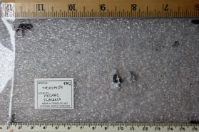 Tridymite