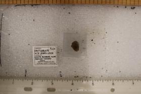 Grattarolaite with Rodolicoite