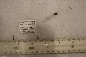 Chrysothallite
