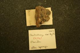 Chalcedony, var. Agate after Sponge
