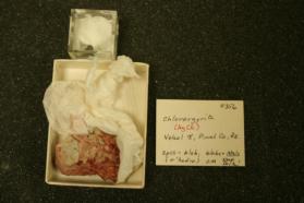 Chlorargyrite
