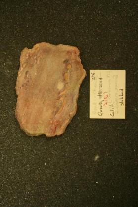 Chalcedony after Wood