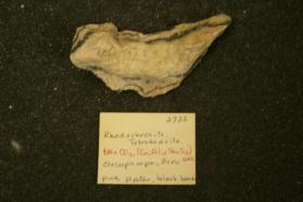 Rhodochrosite, Tetrahedrite