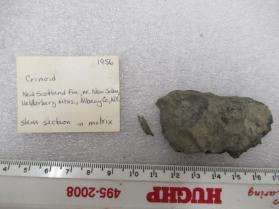 Crinoid