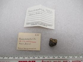Bismutotantalite