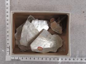 Muscovite
