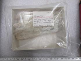 Chrysotile