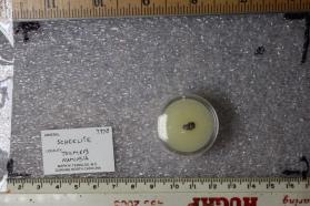 Scheelite