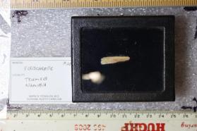Fleischerite