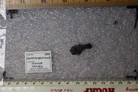 Galloplumbogummite