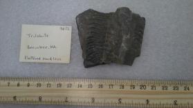 TRILOBITE
