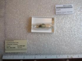 Sanguite