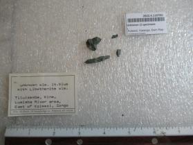 Unknown (2 specimens)