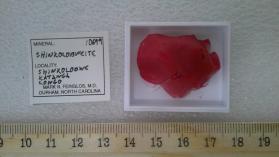 Shinkolobweite