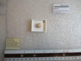 Ekplexite