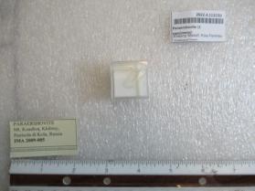 Paraershovite (2 specimens)