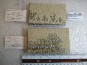 Pyrolusite with Mn Dendrites (2 pieces)