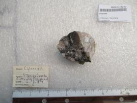 Chlorotil