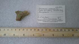 deweylite