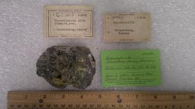 hypochlorite