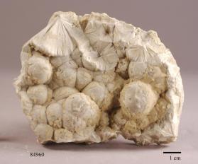 Pectolite
